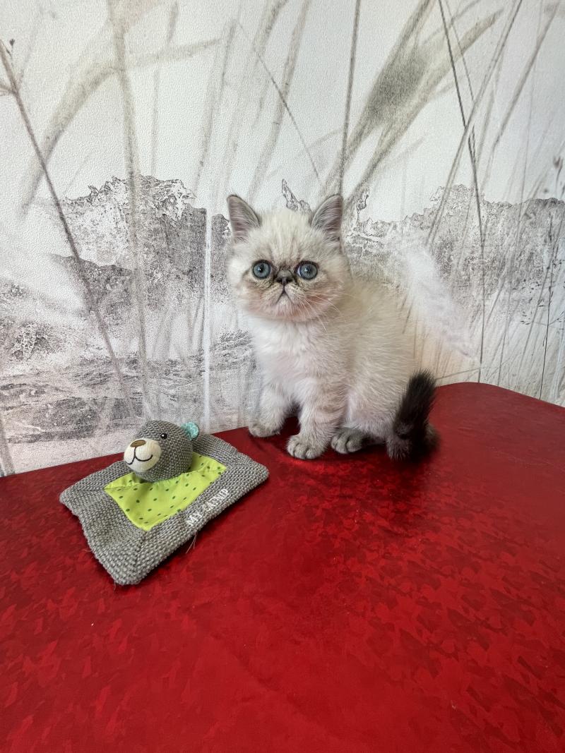 1er chaton (Portée scarlette ❤ Take my heart) - Mâle brown blotched tabby Mâle Exotic Shorthair