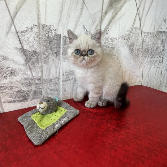 1er chaton (Portée scarlette ❤ Take my heart) - Mâle brown blotched tabby Mâle Exotic Shorthair