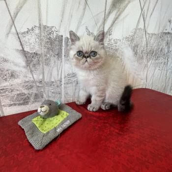 chaton Exotic Shorthair brown blotched tabby Chatterie de Bellavista
