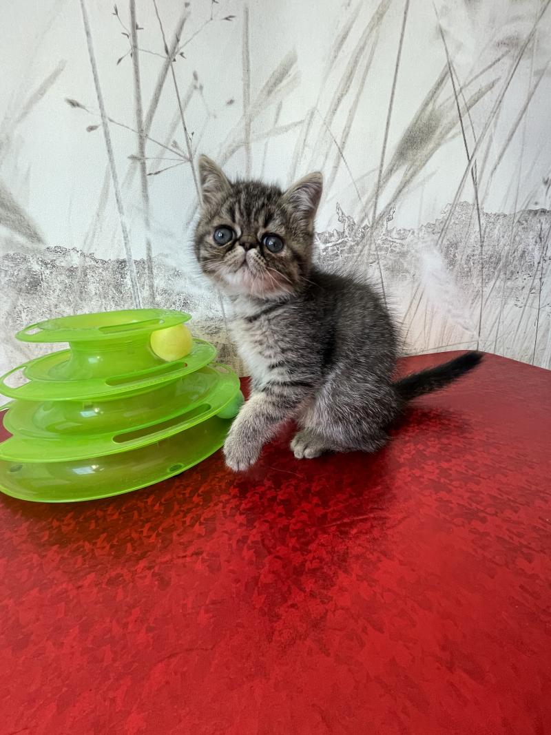 2e chaton (Portée scarlette ❤ Take my heart) - Mâle brown blotched tabby Mâle Exotic Shorthair