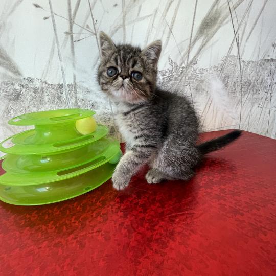 2e chaton (Portée scarlette ❤ Take my heart) - Mâle brown blotched tabby Mâle Exotic Shorthair