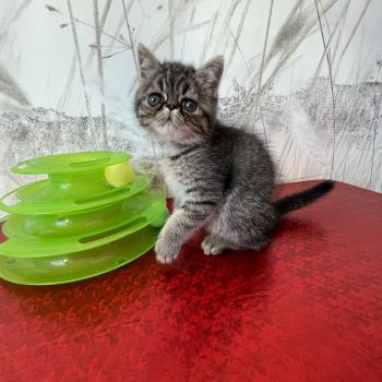chaton Exotic Shorthair brown blotched tabby Chatterie de Bellavista