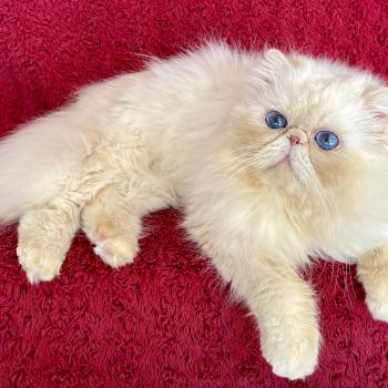 chat Persan Take my heart Chatterie de Bellavista